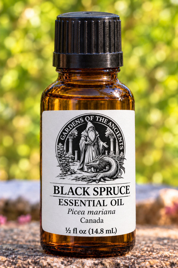 Black Spruce Essential Oil – Picea mariana Canada – GARDENS OF THE ANCIENTS®