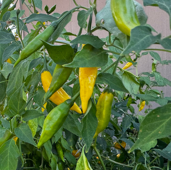 Aji Limo Non-GMO Heirloom Seeds – Capsicum chinense – GARDENS OF THE ANCIENTS®