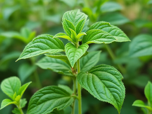 Holy Basil (Krishna Tulsi, Ocimum tenuiflorum) – GARDENS OF THE ANCIENTS®