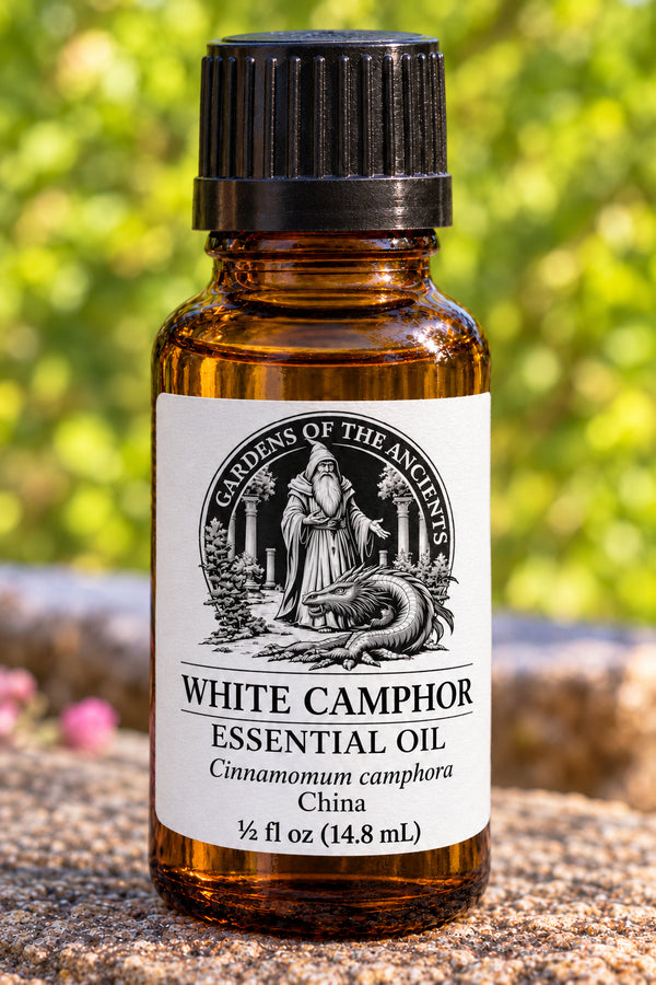 White Camphor Essential Oil – Cinnamomum camphora China – GARDENS OF THE ANCIENTS®