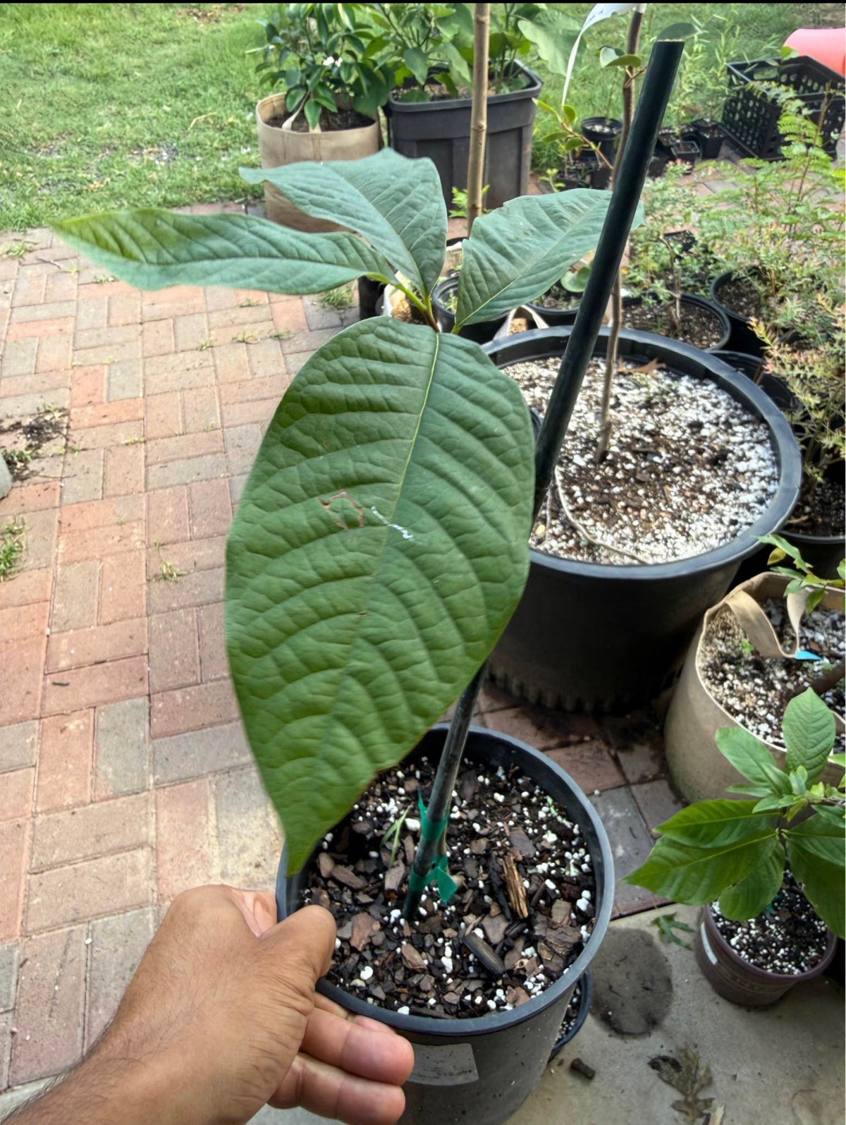Paw Paw Select Seedling – Asimina triloba