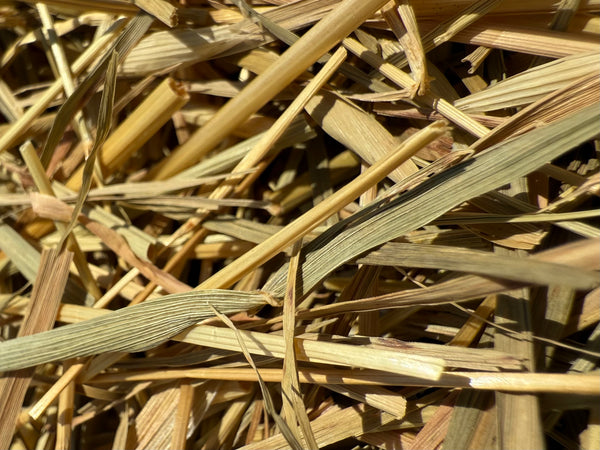 Oatstraw Herb Cut (Avena sativa) Organic – GARDENS OF THE ANCIENTS®