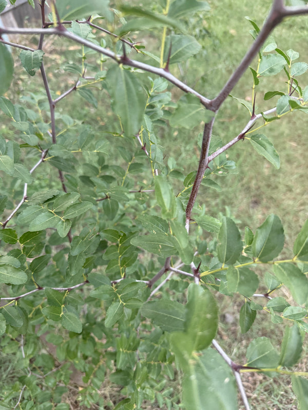 Jujube Giant Honey Jar Unrooted Cuttings – Ziziphus jujuba (Zao 枣) – GARDENS OF THE ANCIENTS®