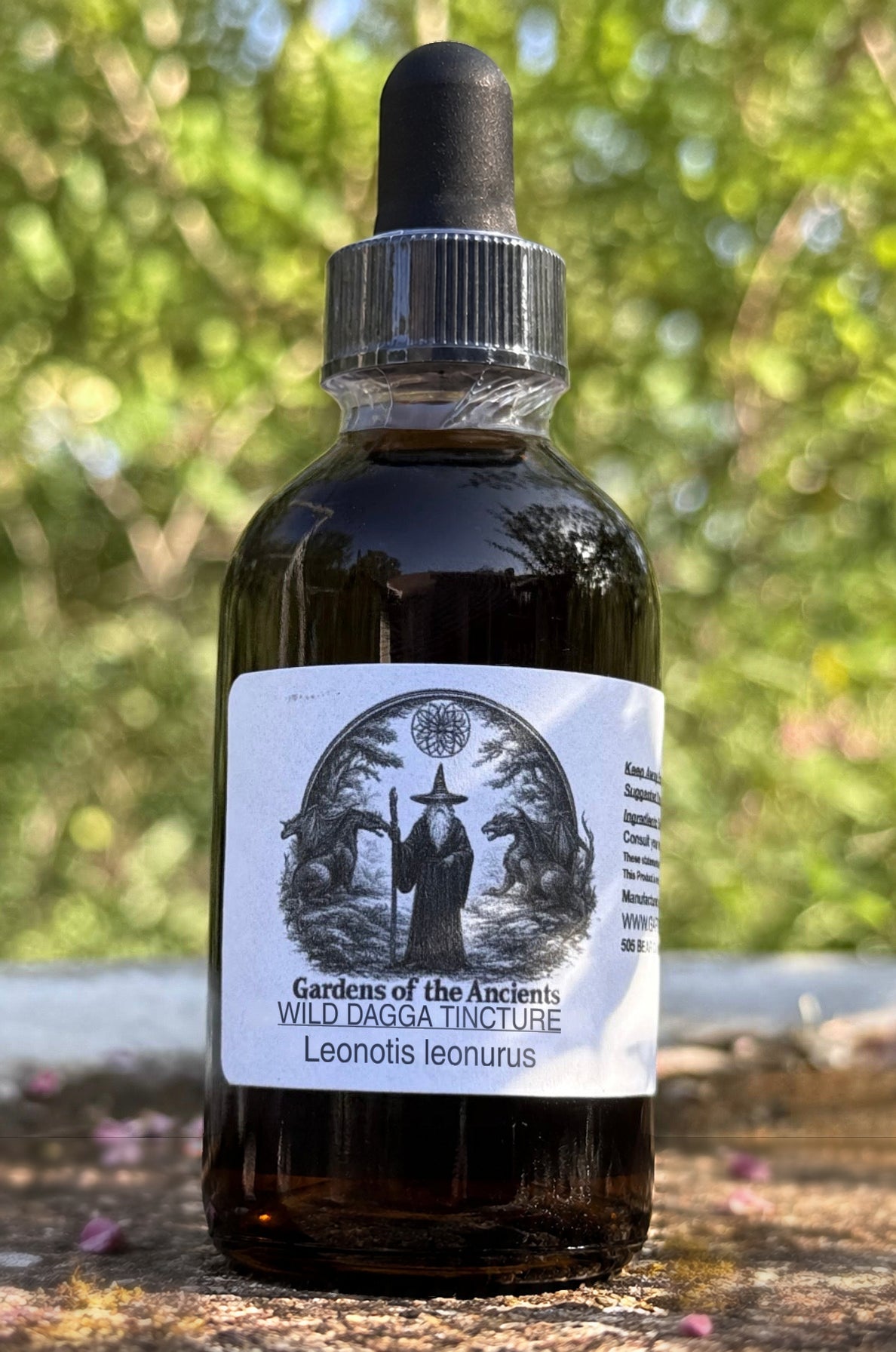 Wild Dagga Tincture (Leonotis leonurus) – GARDENS OF THE ANCIENTS®