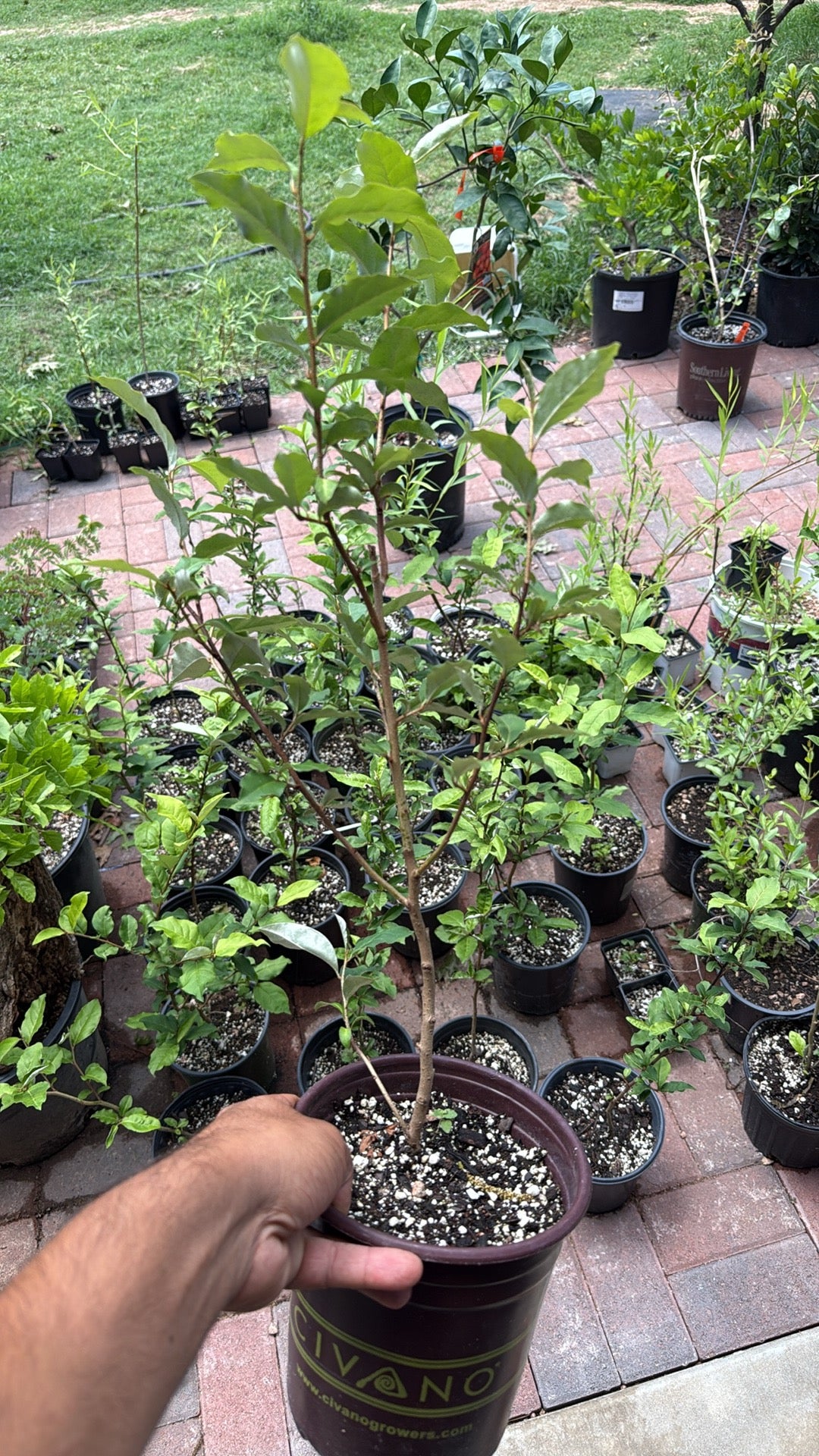 Goumi Berry Eleaganus multiflora Seedlings