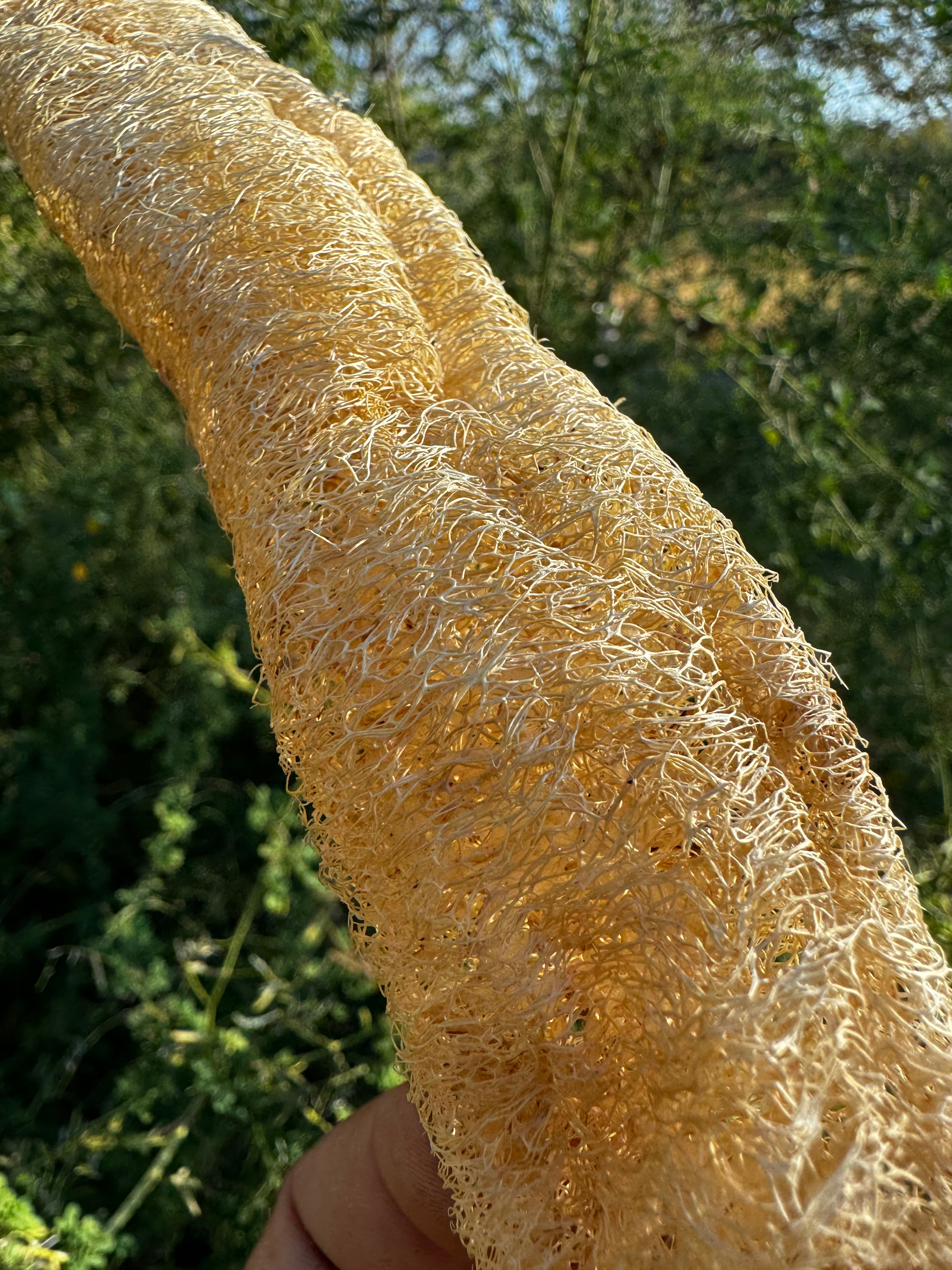 loofah sponge plant seeds Loofah Seeds