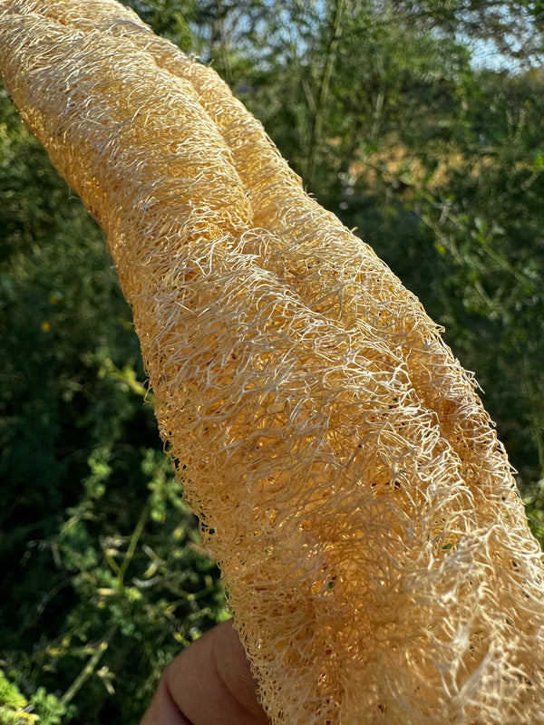 Loofah Seeds – Luffa aegyptiaca – GARDENS OF THE ANCIENTS®