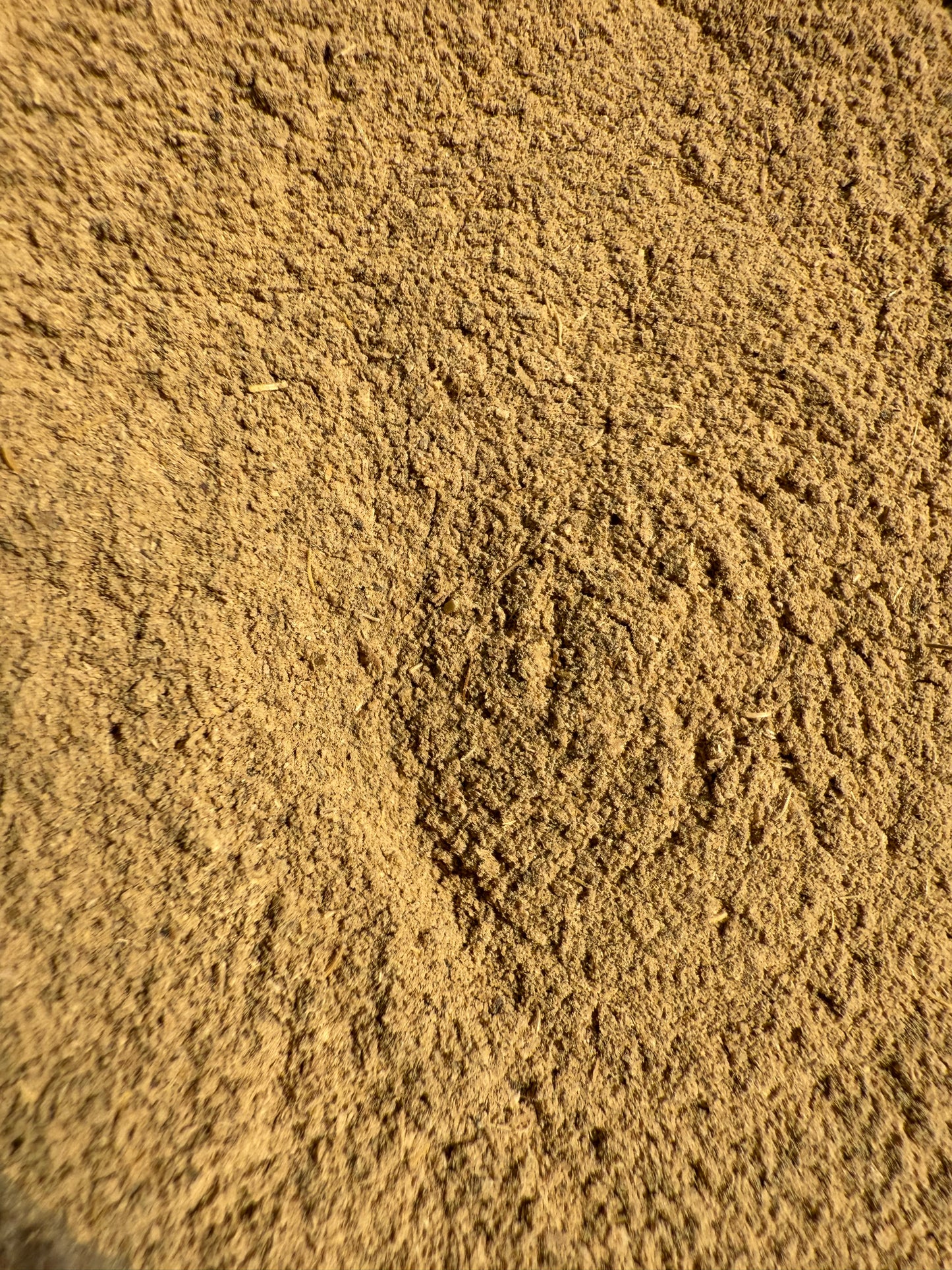 Blue Cohosh Root  (Caulophyllum thalictroides) Organic