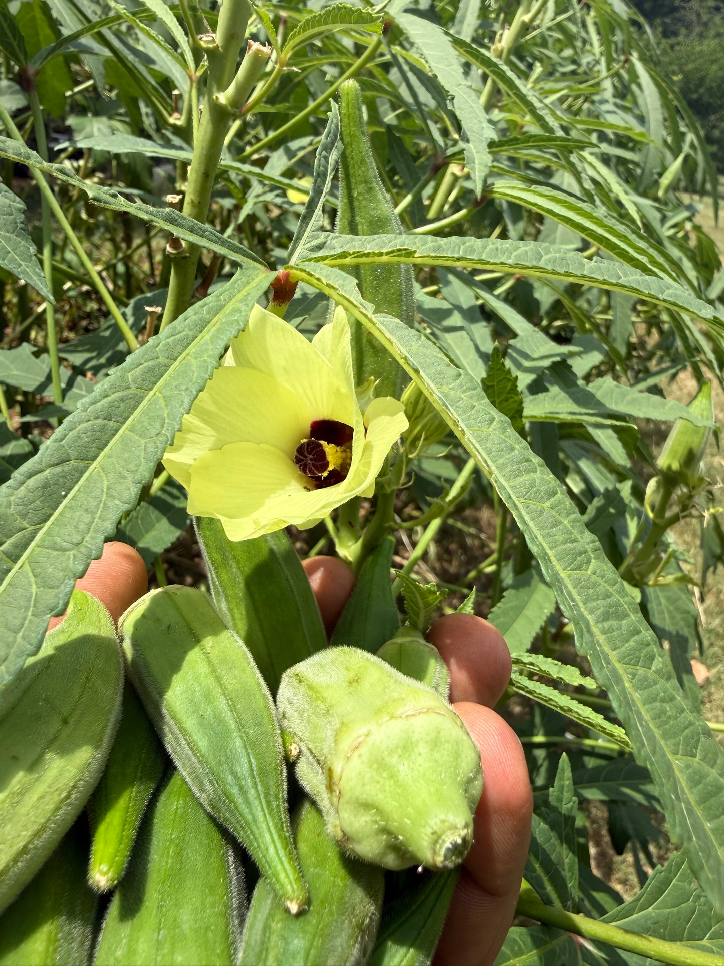 Okra Seeds 20ct