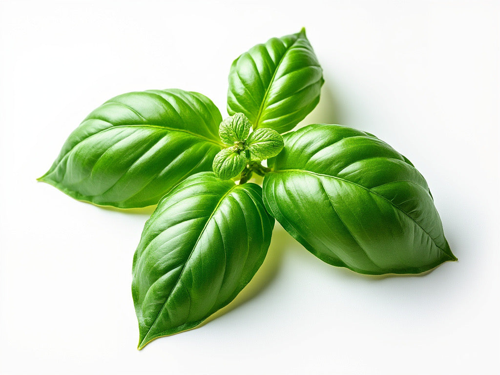 Basil