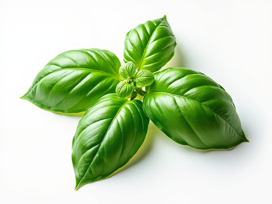 Basil