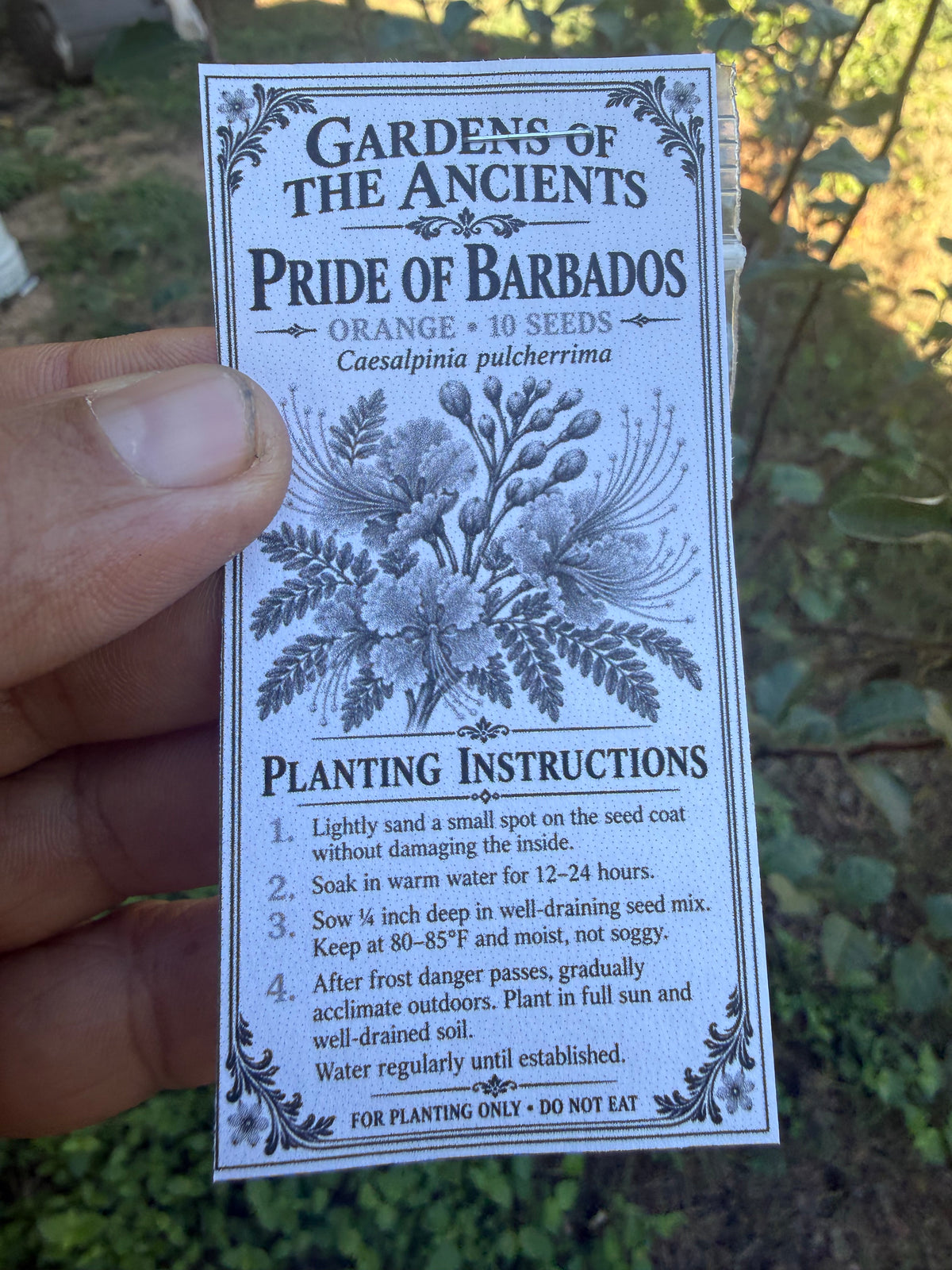 Pride of Barbados Seeds 10ct – Caesalpinia pulcherrima – GARDENS OF THE ANCIENTS®