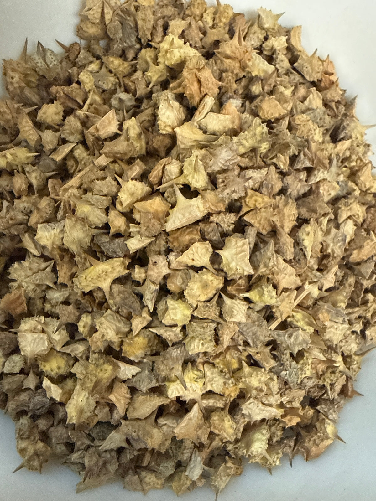 Tribulus Terrestris Seed Whole (Tribulus terrestris) – GARDENS OF THE ANCIENTS®