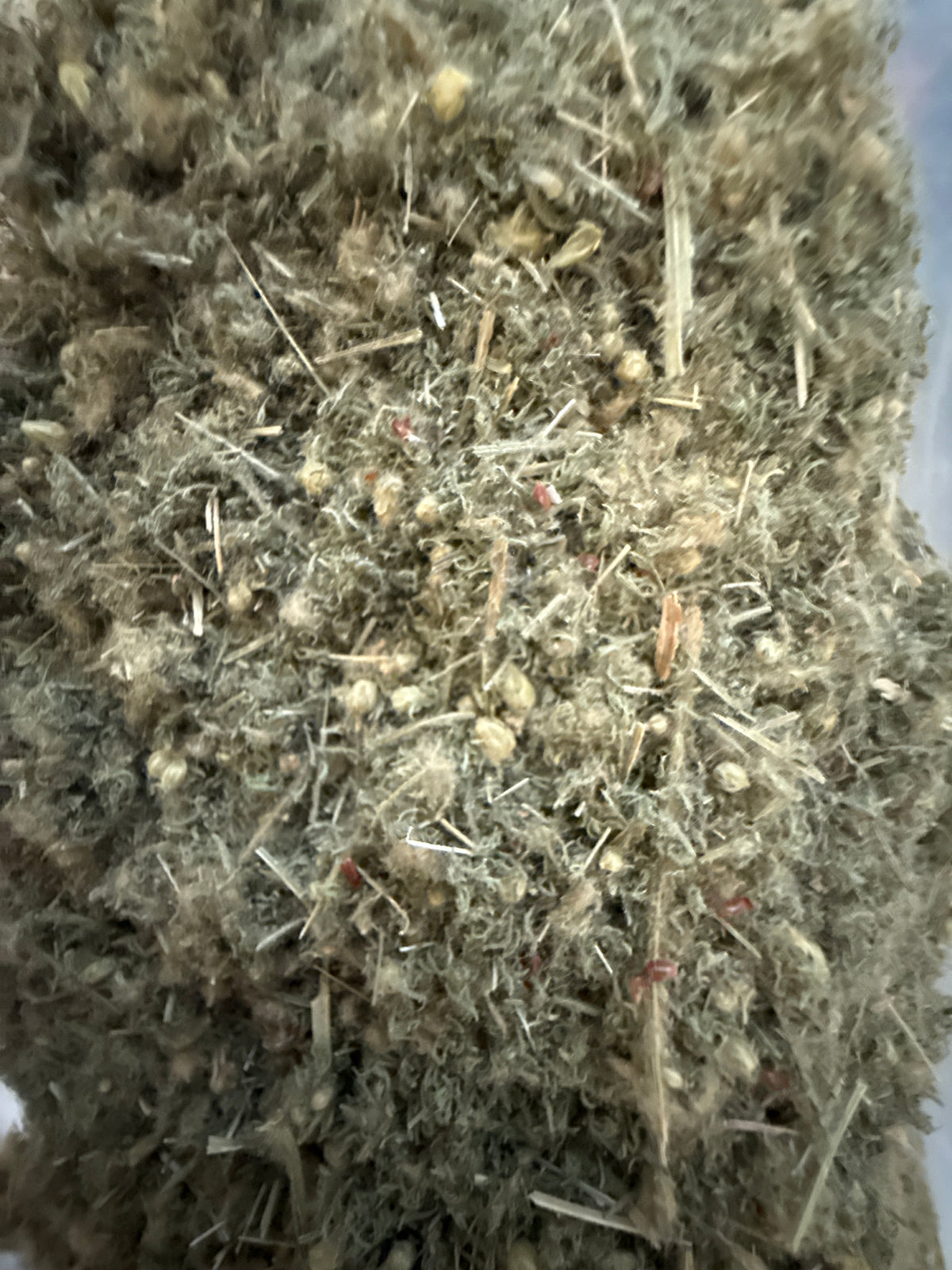 Yarrow Herb Cut – Achillea millefolium – GARDENS OF THE ANCIENTS®