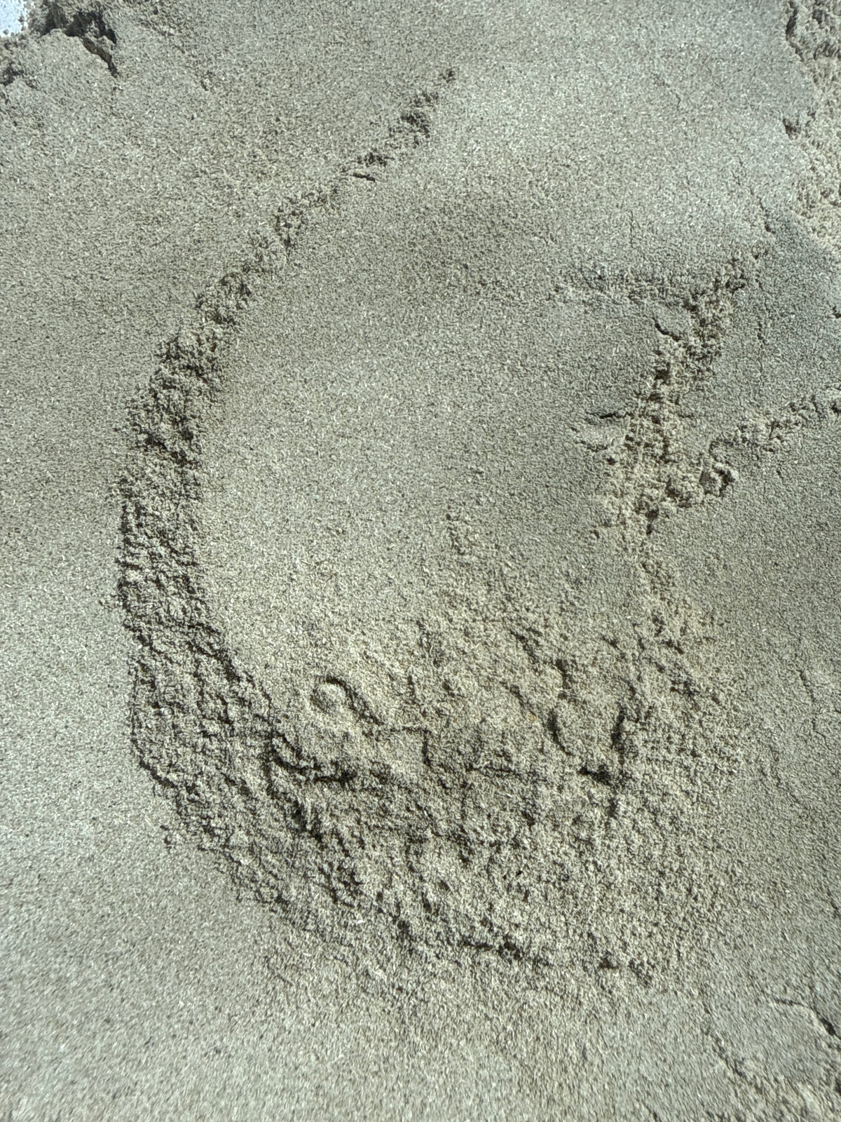 Colts Foot Herb Powder