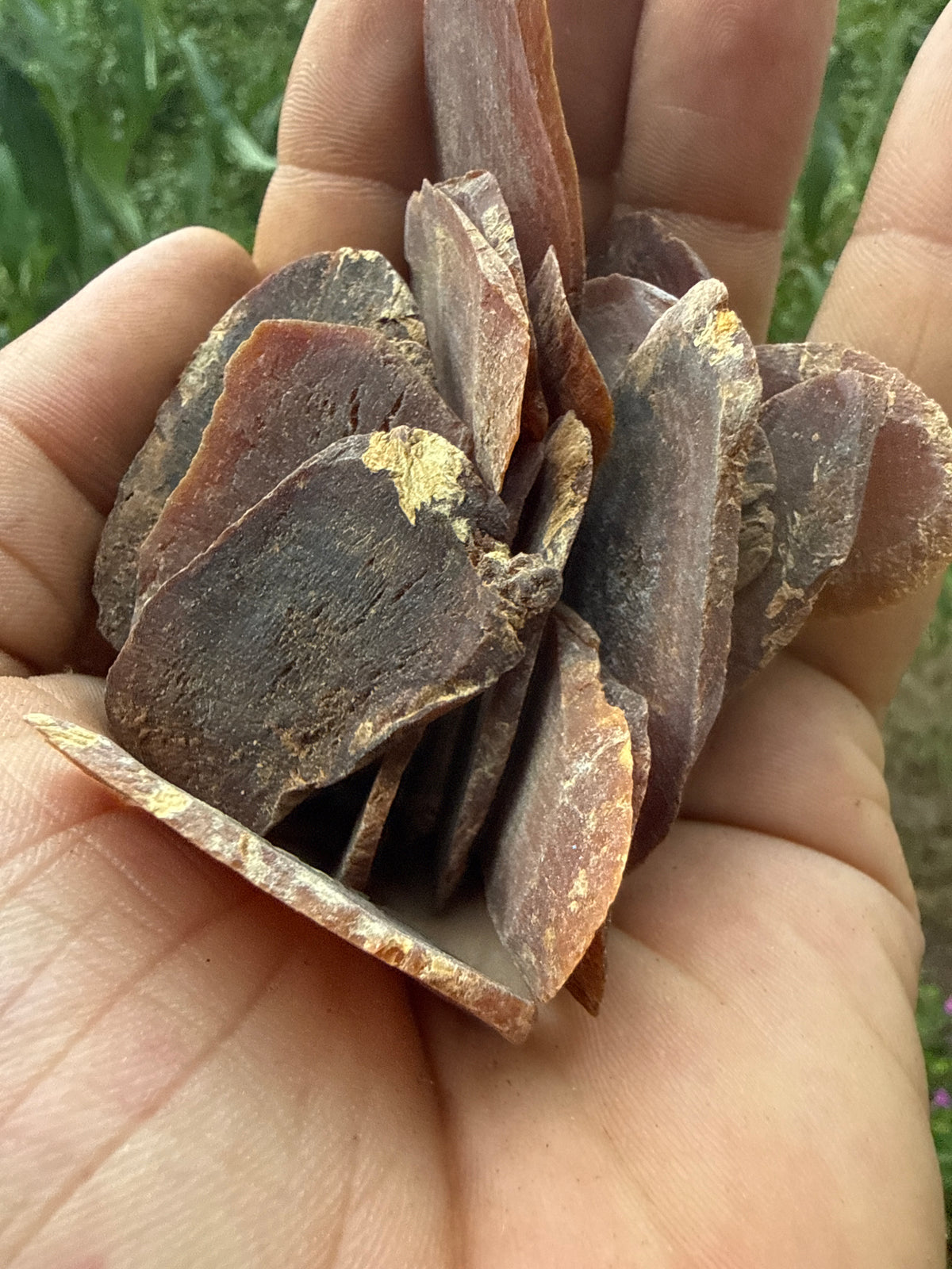 Red Ginseng Root Cut (Hong Shen 红参, Panax ginseng) Organic