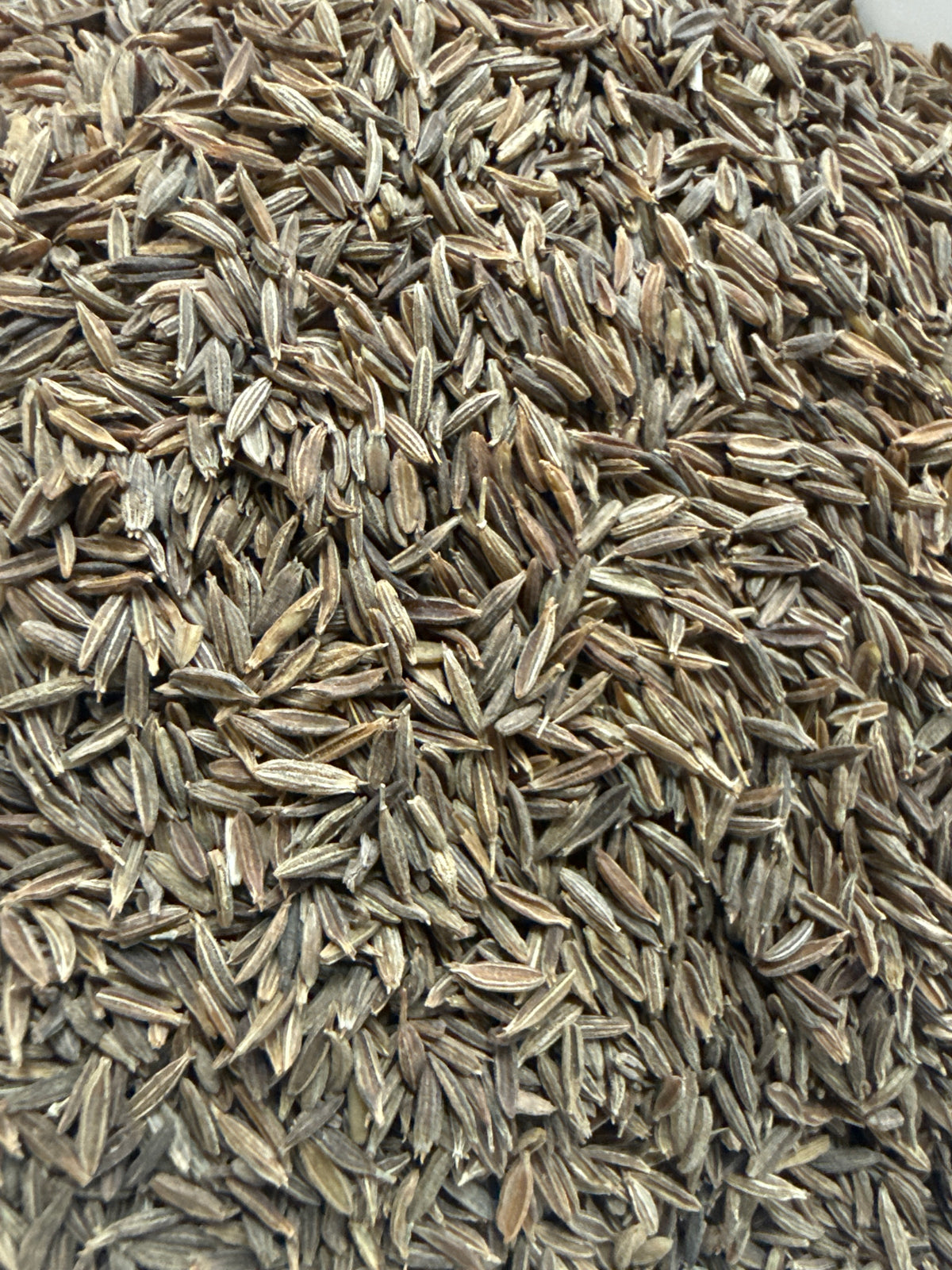 Cumin Seed Whole (Cuminum cyminum) Organic