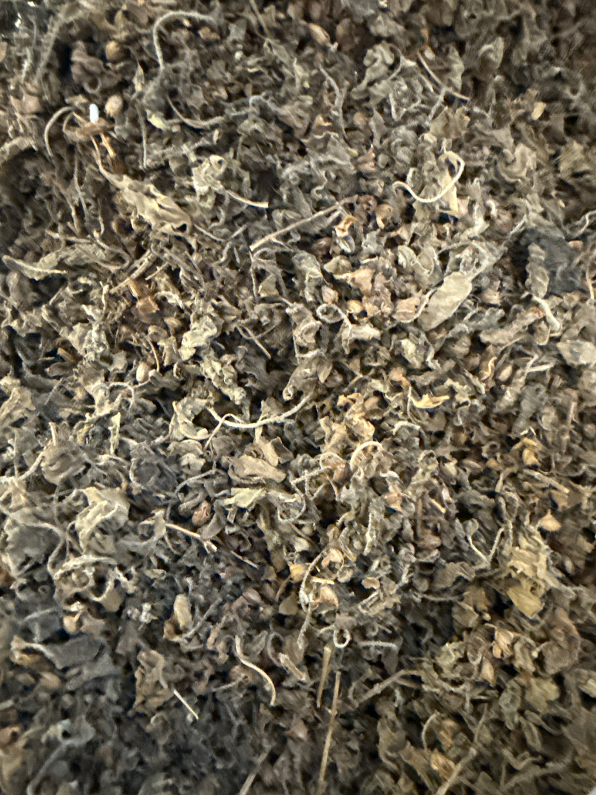 Holy Basil Tulsi Cut Aged – Ocimum tenuiflorum (Krishna or Rama) – GARDENS OF THE ANCIENTS®
