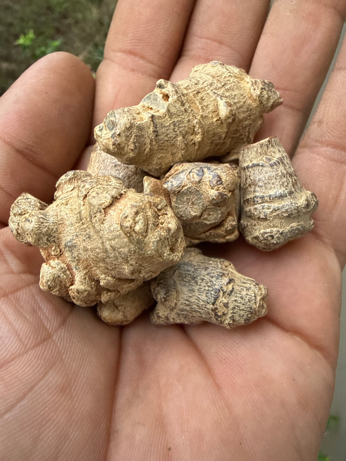 Notoginseng Root Whole (San Qi 三七, Panax notoginseng) Organic