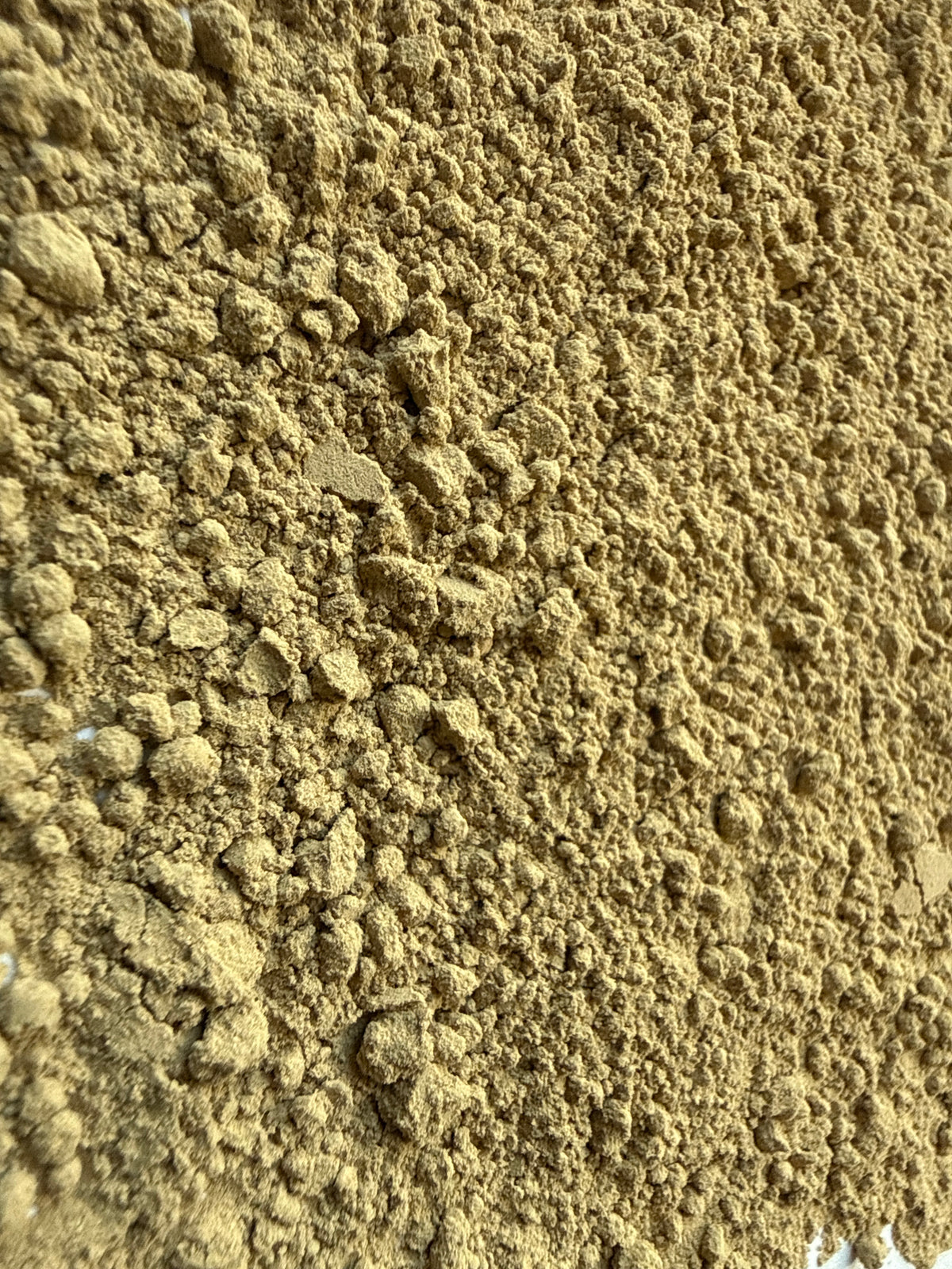 Kelp Powder (Ascophyllum nodosum) – GARDENS OF THE ANCIENTS®