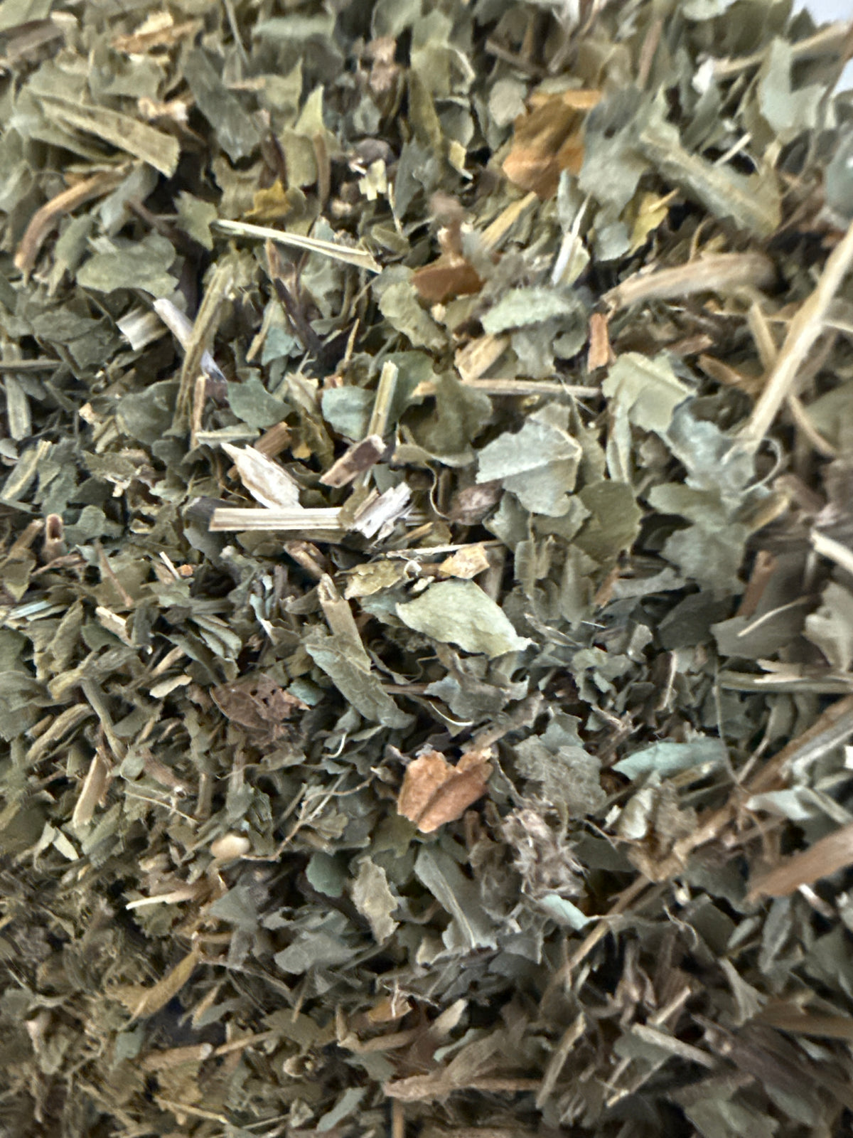 Violet Leaves Blue Cut Wild Harvested (Viola sororia) – GARDENS OF THE ANCIENTS®