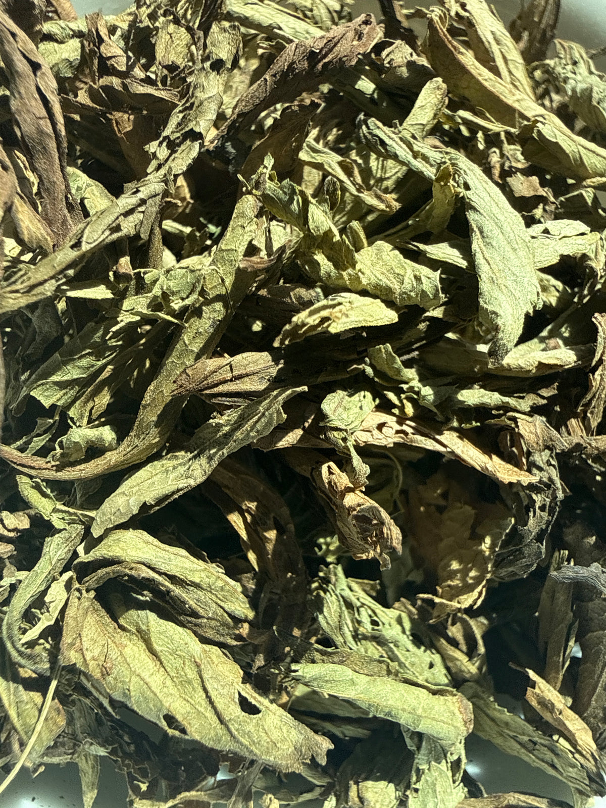 Stevia Leaf Cut (Stevia rebaudiana) USDA Organic – GARDENS OF THE ANCIENTS®