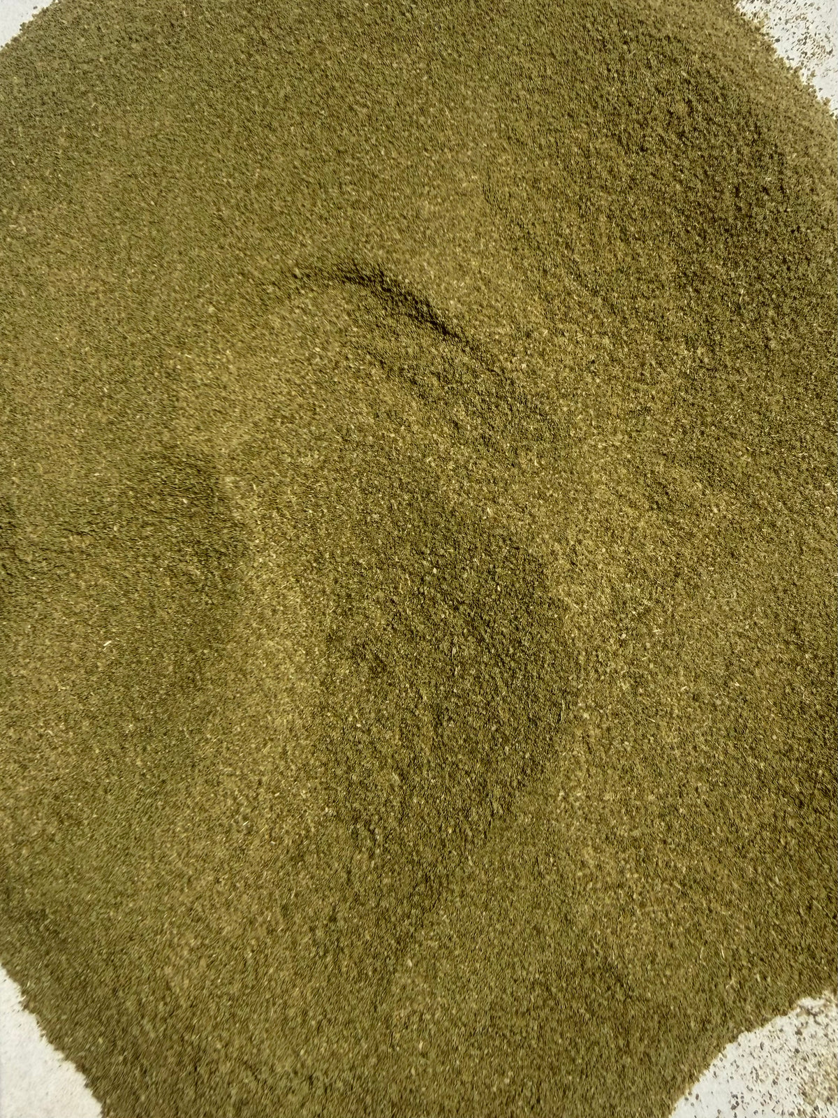 Celery Seed Extract Powder 4:1 (Apium graveolens) – GARDENS OF THE ANCIENTS®