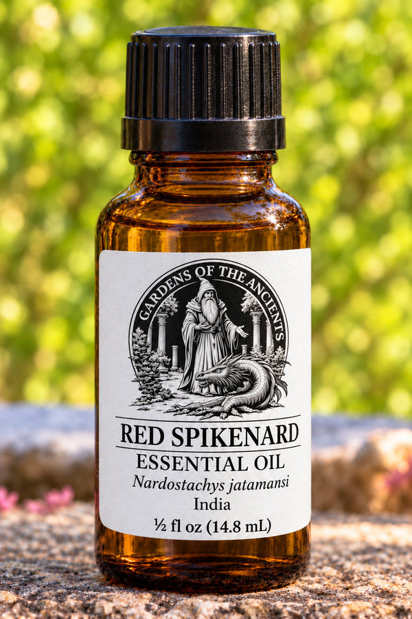 Red Spikenard Essential Oil – Nardostachys jatamansi India – GARDENS OF THE ANCIENTS®