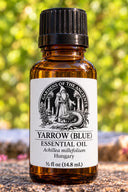 Yarrow (Blue) Essential Oil – Achillea millefolium Hungary – GARDENS OF THE ANCIENTS®