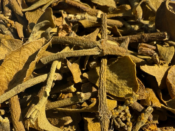 American Mistletoe Herb (Phoradendron leucarpum) – GARDENS OF THE ANCIENTS®