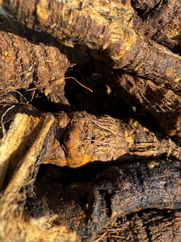 Osha Bear Root (Ligusticum porteri) USDA Certified Organic – GARDENS OF THE ANCIENTS®