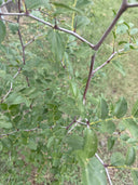 Jujube Giant Honey Jar Unrooted Cuttings – Ziziphus jujuba (Zao 枣) – GARDENS OF THE ANCIENTS®