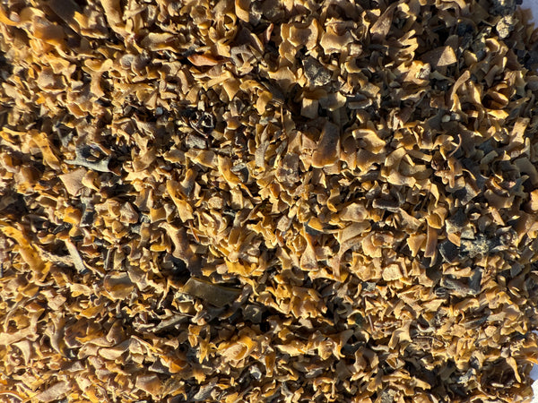 Irish Moss Flakes (Chondrus crispus) Organic – GARDENS OF THE ANCIENTS®
