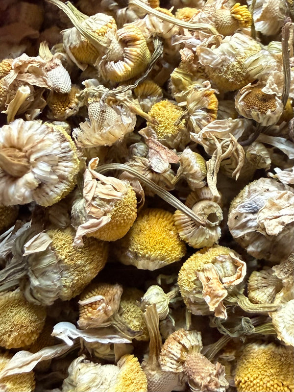 Chamomile Flowers Pods (Matricaria chamomilla) – GARDENS OF THE ANCIENTS®