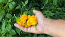 Scotch Bonnet Pepper Seeds Non-GMO Heirloom – Capsicum chinense – GARDENS OF THE ANCIENTS®