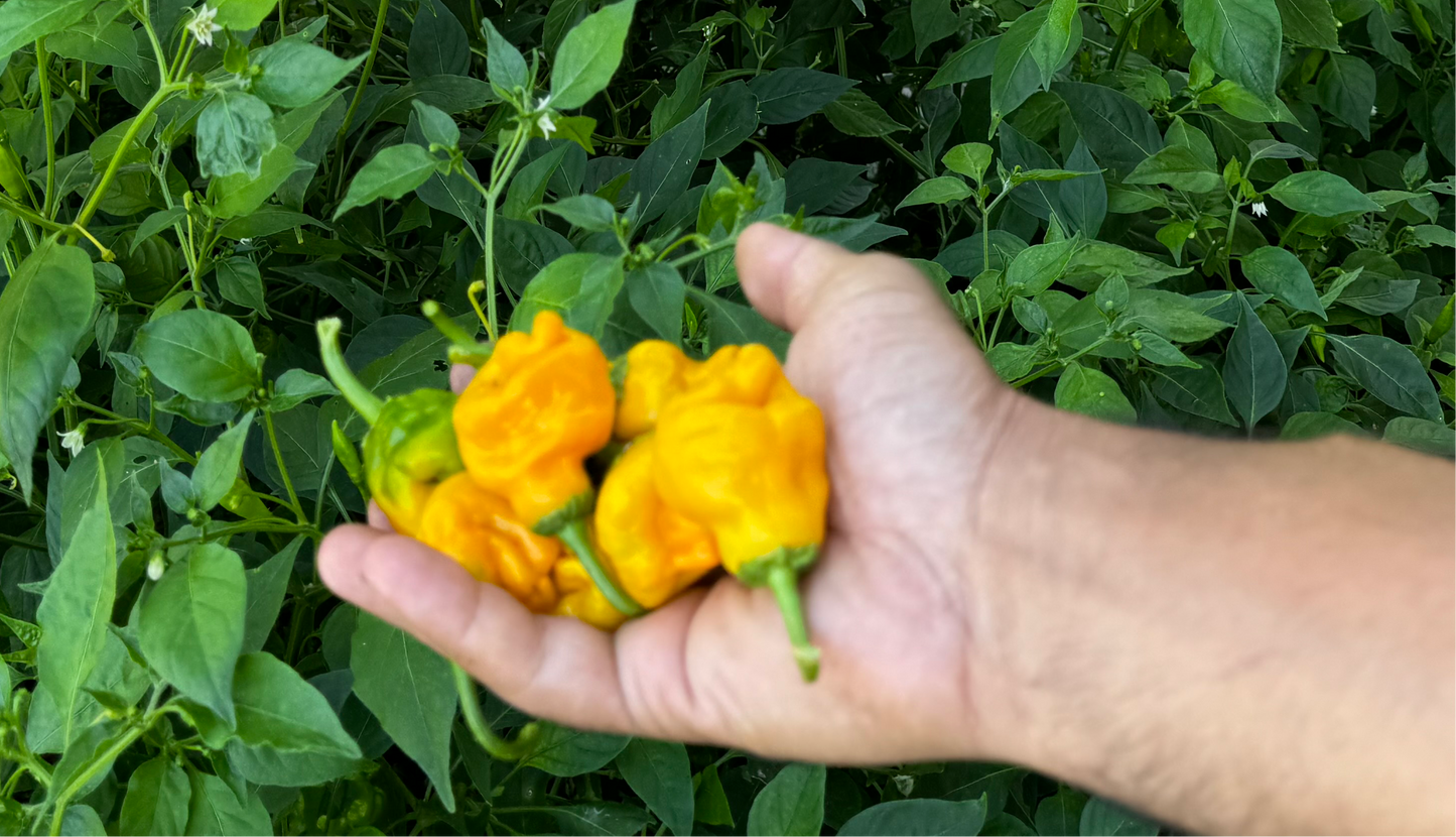 Scotch Bonnet pepper seeds non GMO Heirloom