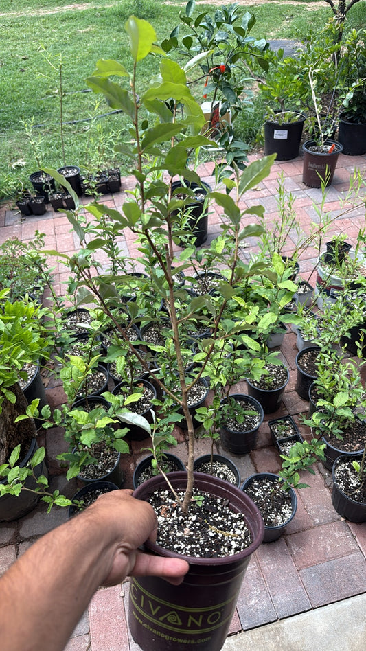Goumi Berry Eleaganus multiflora Seedlings