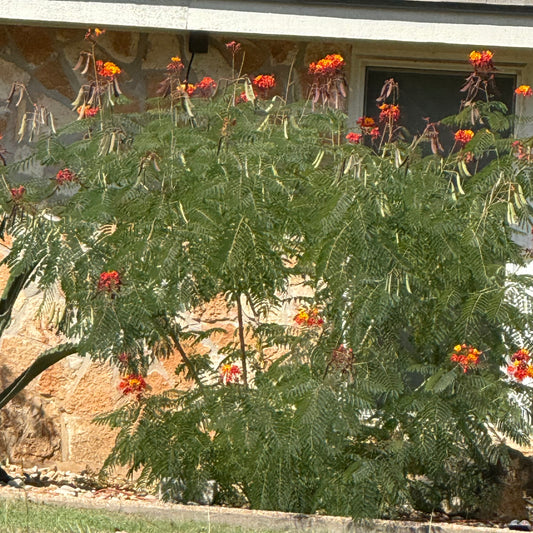 Pride of Barbados seeds 10ct