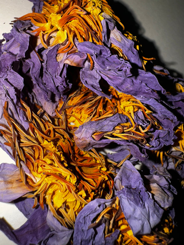Blue Lotus (Lily of the Nile, Nymphaea caerulea) Organic – GARDENS OF THE ANCIENTS®