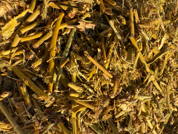 Mormon Tea (Ephedra nevadensis) – GARDENS OF THE ANCIENTS®
