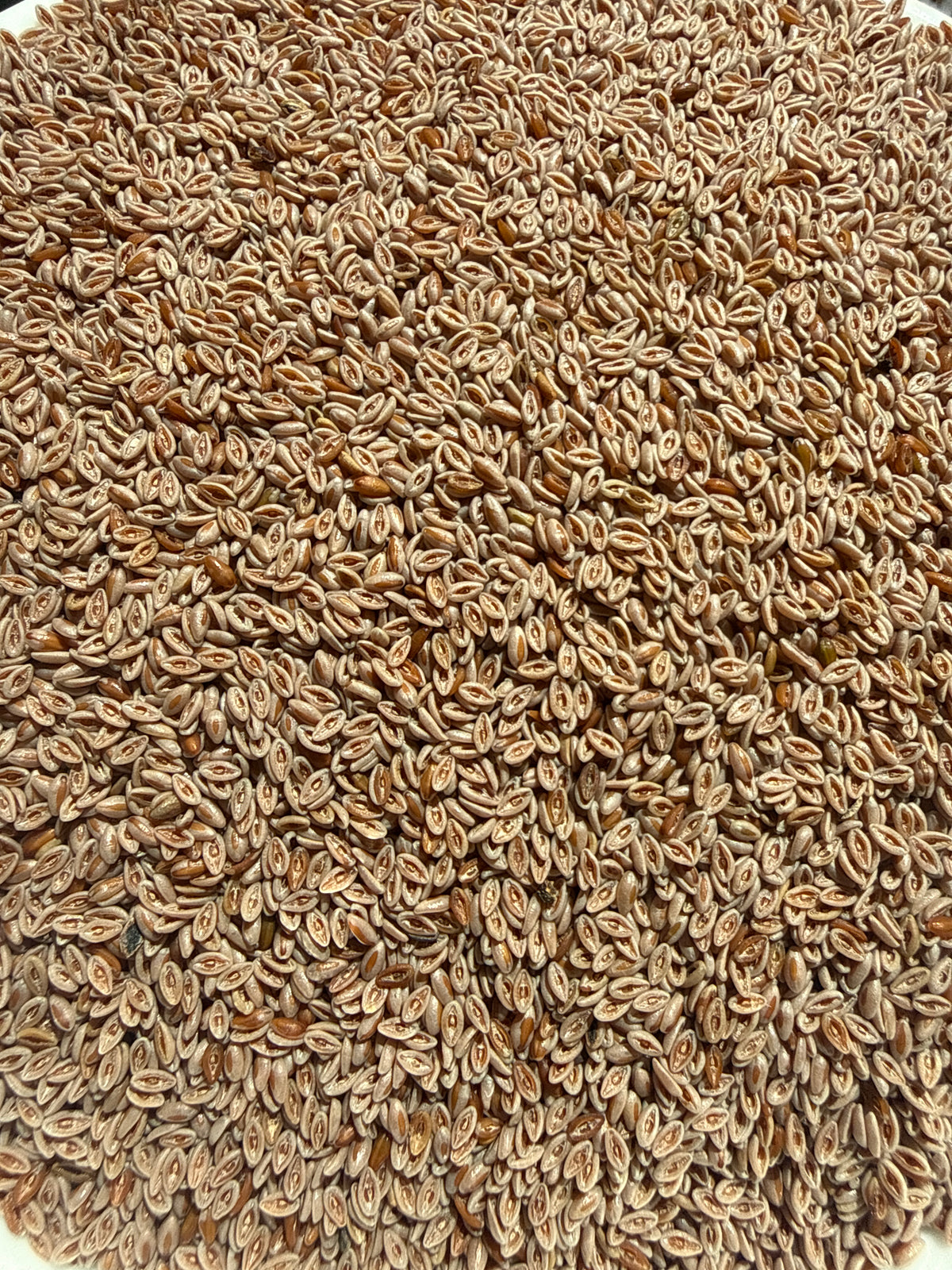 Psyllium Seed Whole (Plantago ovata) Organic – GARDENS OF THE ANCIENTS®