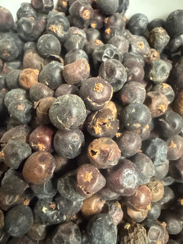 Juniper Berry – Juniperus communis – GARDENS OF THE ANCIENTS®
