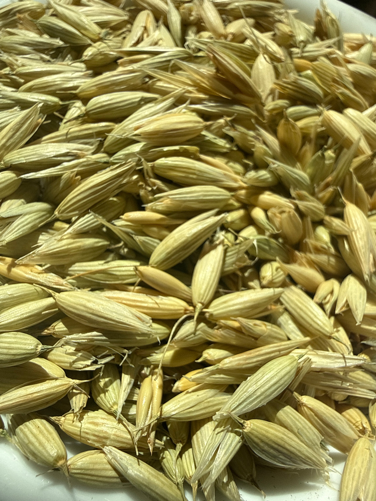 Oat Tops Whole (Avena sativa) Organic – GARDENS OF THE ANCIENTS®