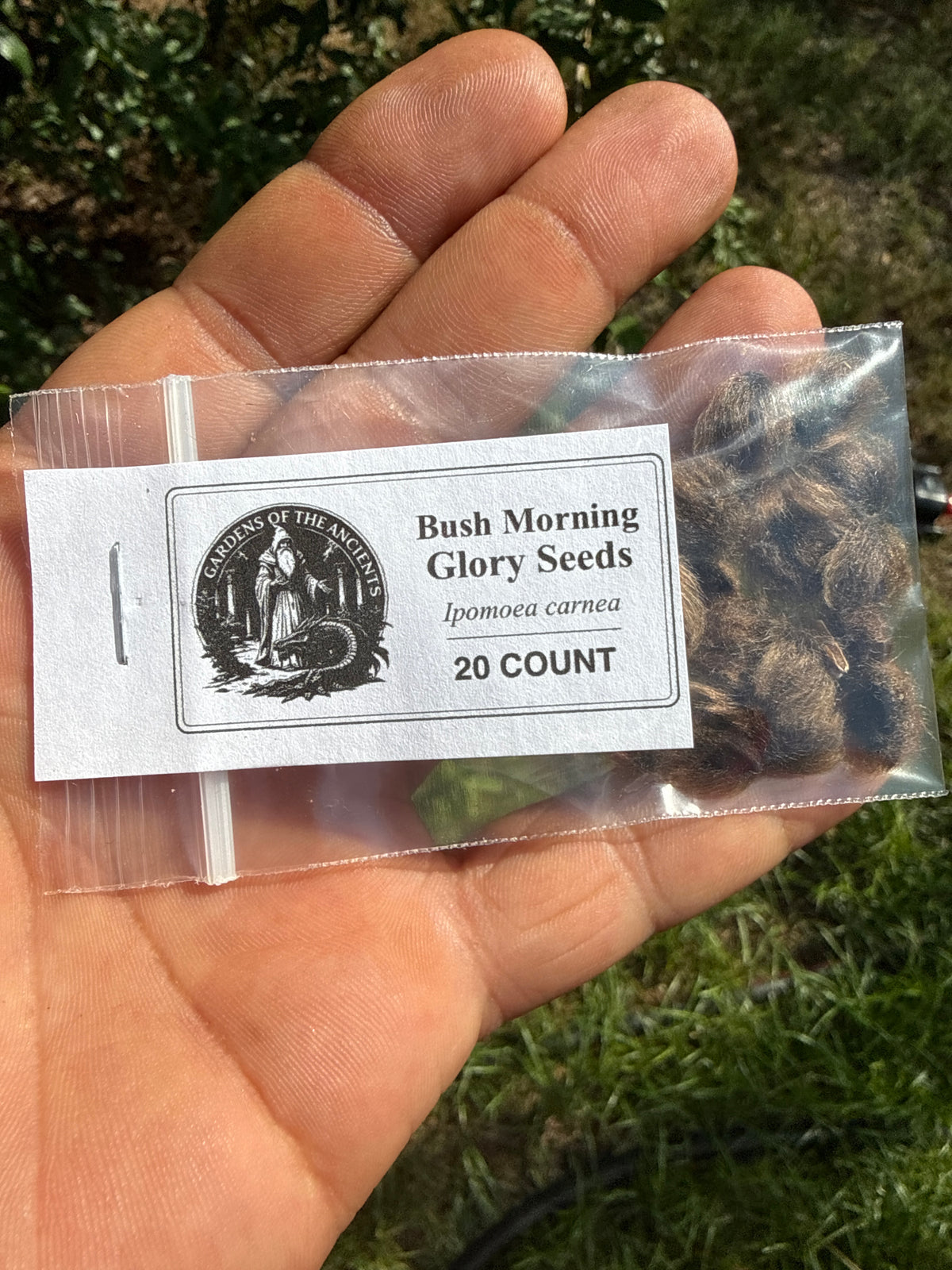 Bush Morning Glory 20 SEEDS – Ipomoea carnea – GARDENS OF THE ANCIENTS®