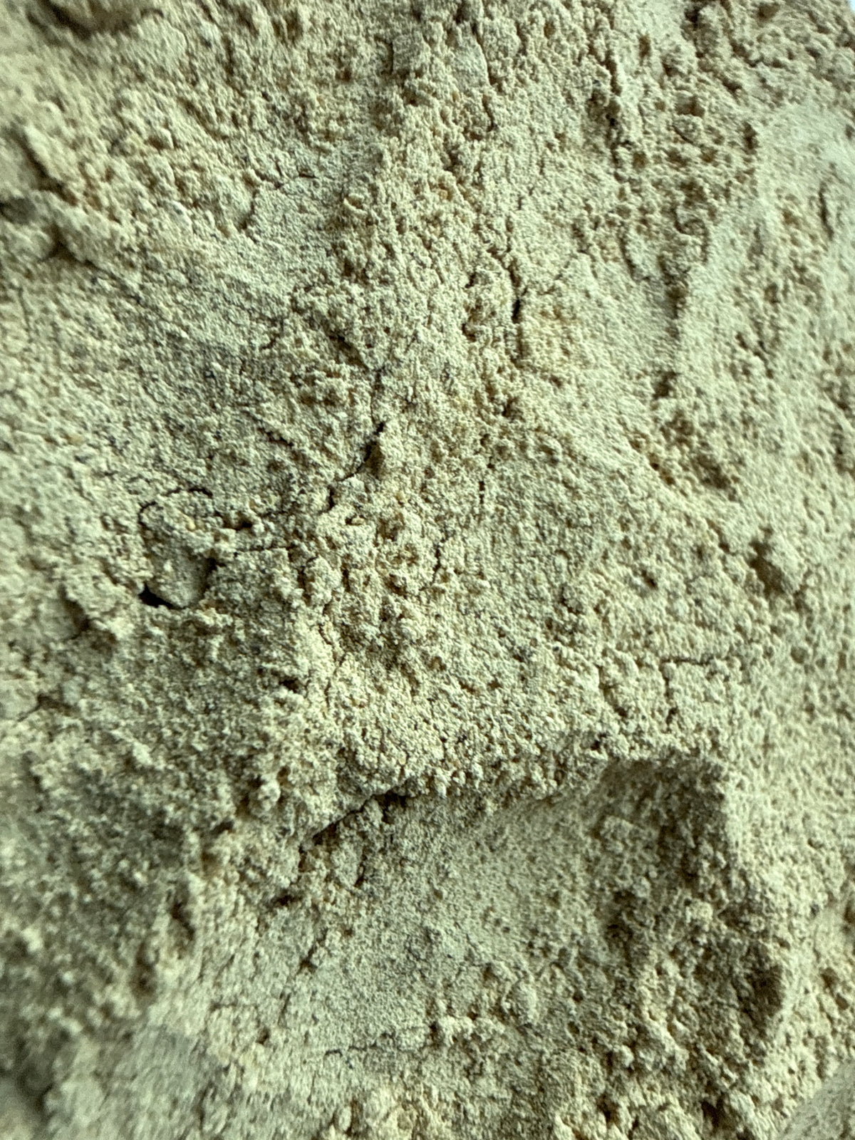 Chuan Xiong Rhizome Powder (Szechuan Lovage, Ligusticum chuanxiong) – GARDENS OF THE ANCIENTS®