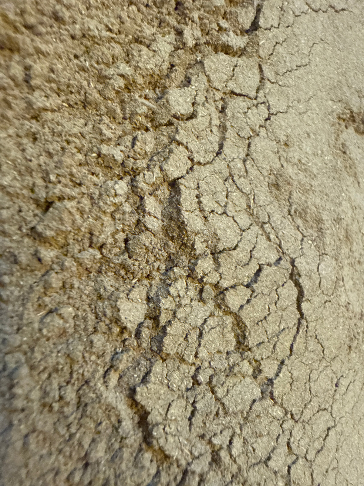 Nettles Root Powder (Urtica dioica) – GARDENS OF THE ANCIENTS®
