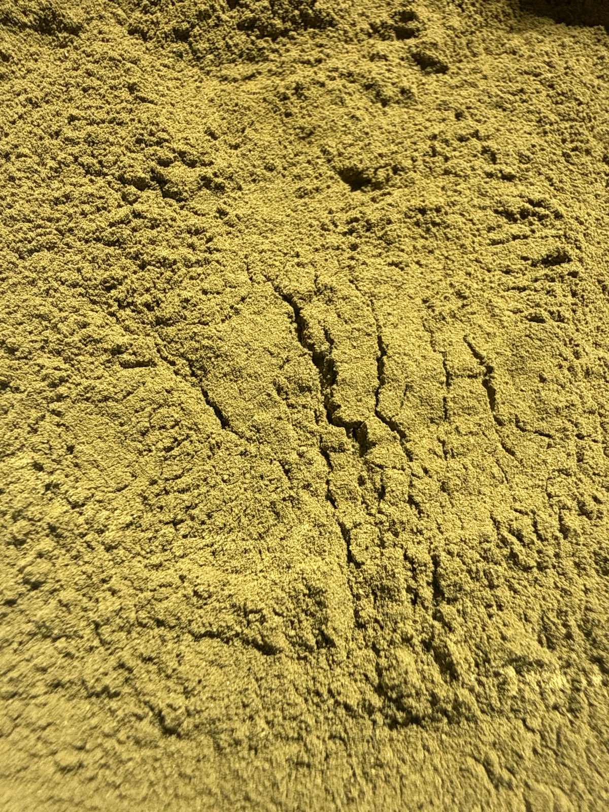Parsley Leaf Powder (Petroselinum crispum) Organic – GARDENS OF THE ANCIENTS®