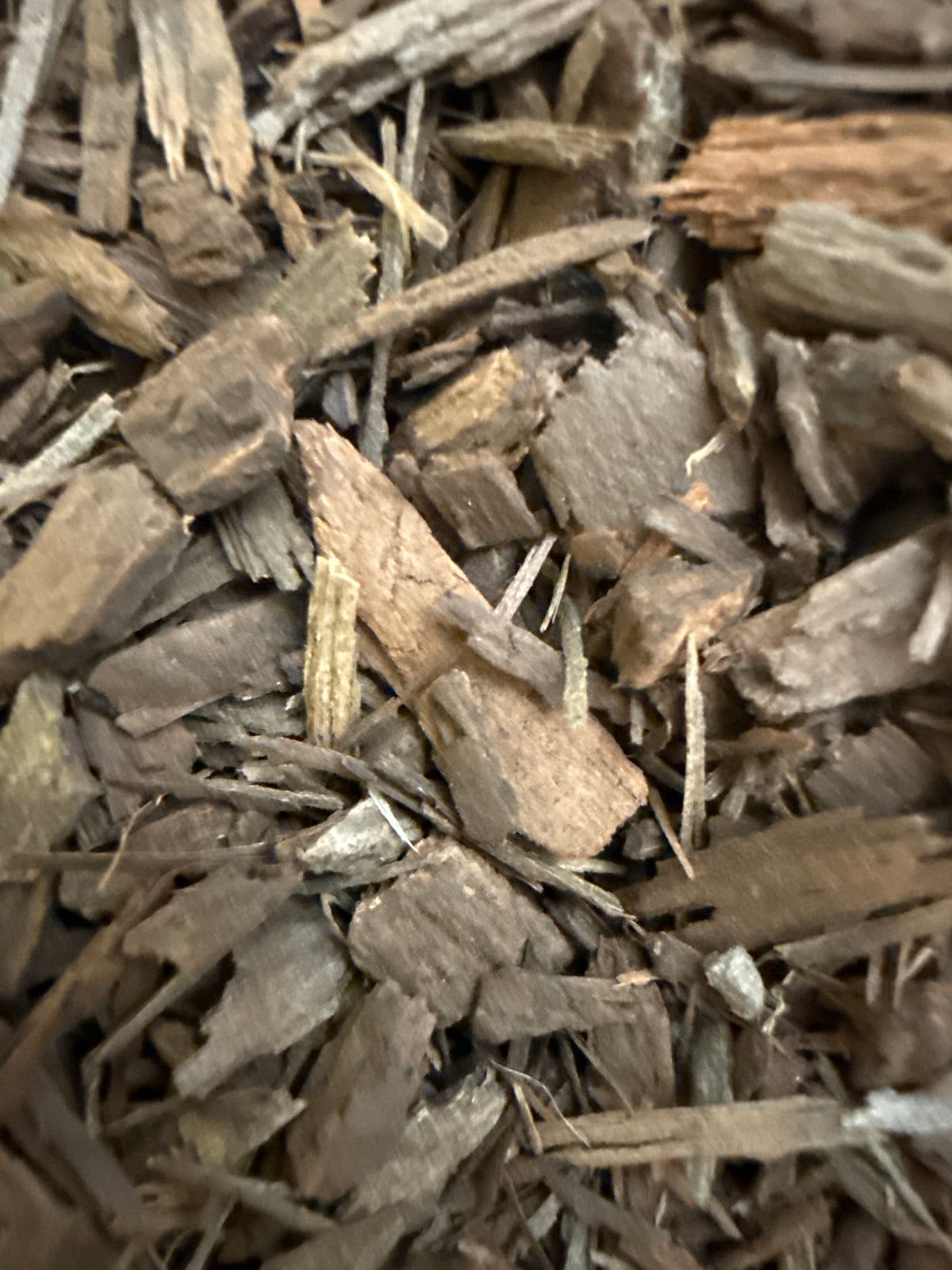 Black Walnut Bark – Juglans nigra – GARDENS OF THE ANCIENTS®