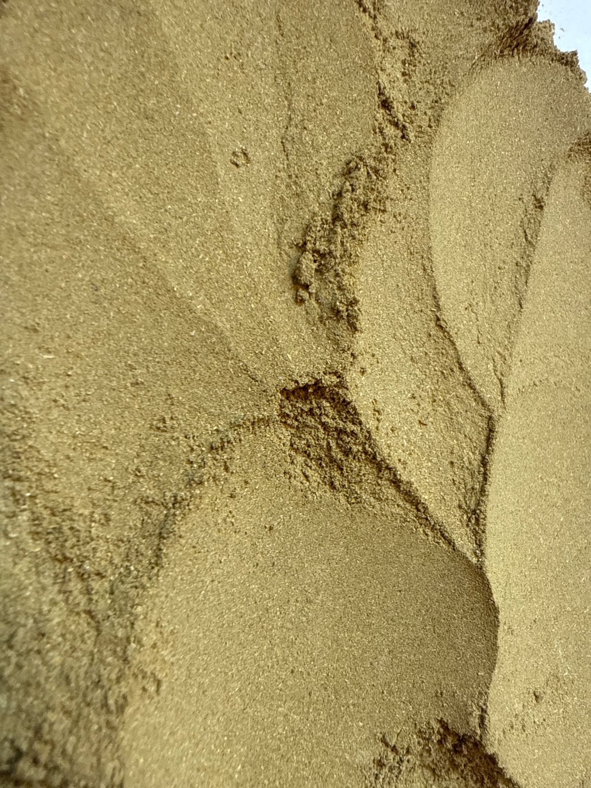Golden Thread Extract Powder 2:1 (Coptis chinensis) – GARDENS OF THE ANCIENTS®