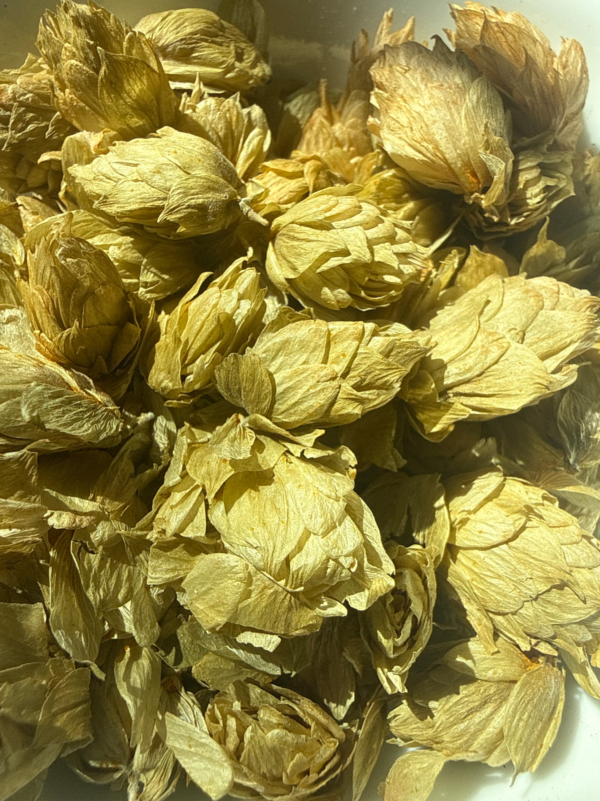 Hops Flowers Whole – Humulus lupulus Organic – GARDENS OF THE ANCIENTS®